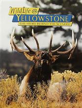 Wildlife@Yellowstone: The Story Behind the Scenery