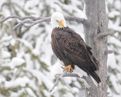 A Bald Eagle along the Gibbon River